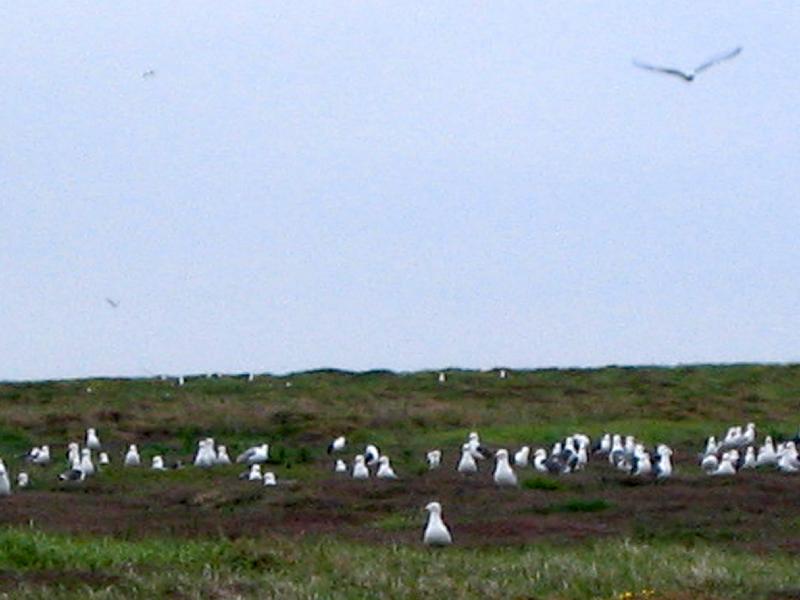 IMG_1484d (2) nesting gulls